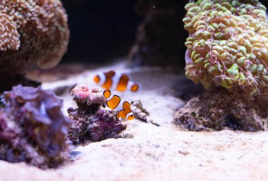 Derin denizde palyaço balığı. Berrak suda egzotik renkli balıklar. Bulanık arkaplan. 