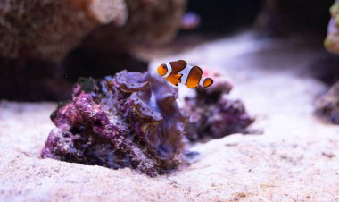 Derin denizde palyaço balığı. Berrak suda egzotik renkli balıklar. Bulanık arkaplan. 