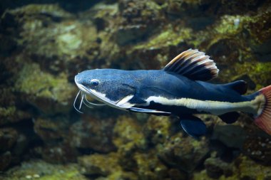 Akvaryumdaki yassı kafalı yayın balığı. Düz başlı yayın balığı, Phractocephalus cinsinin tek temsilcisidir. Güzel büyük yayın balığı.. 