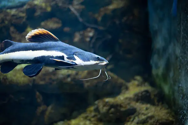 Akvaryumdaki yassı kafalı yayın balığı. Düz başlı yayın balığı, Phractocephalus cinsinin tek temsilcisidir. Güzel büyük yayın balığı.. 