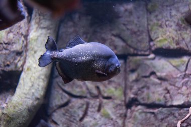Akvaryumdaki gümüş derili piranha balığı. Yırtıcı balık.. 
