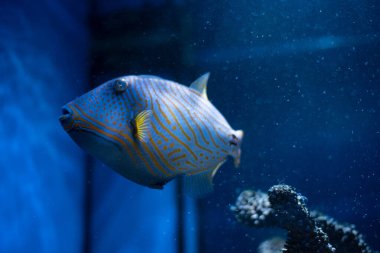 Akvaryum arka planında turuncu çizgili tropik deniz balığı balistiği. Balistapus undulatus. 