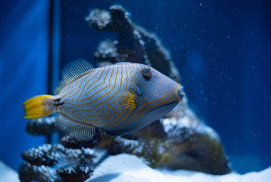 Akvaryum arka planında turuncu çizgili tropik deniz balığı balistiği. Balistapus undulatus. 