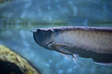 Akvaryumdaki gümüş arowana. Tatlı su balığı. Şanslı balık.. 