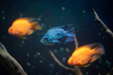 Akvaryumdaki elmaslı cichlid balığı. 