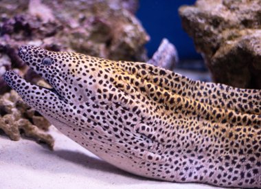 Bal peteği ya da leopar moray, Gymnothorax favagineus. Yırtıcı moray avını bekliyor. Leopar moray yakın plan. 