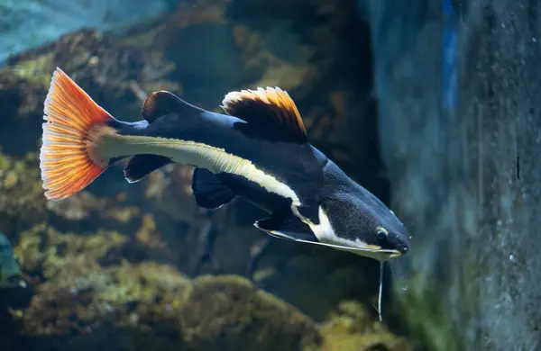 Akvaryumdaki yassı kafalı yayın balığı. Düz başlı yayın balığı, Phractocephalus cinsinin tek temsilcisidir. Güzel büyük yayın balığı.. 