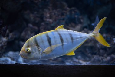 Altın trevally, Gnathanodon Specosus. Son derece yakın çekim. Akvaryumdaki balıklar gibi. 