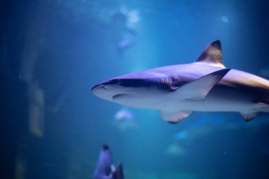 Akvaryumdaki tehditkar köpekbalığı. Köpekbalığı yakın plan. 