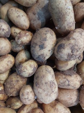 Pek çok organik, taze kazılmış patatesin yukarıdan görünüşü. Tarım arkaplan dokusu. 