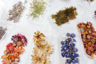 Herbaryum. Kurumuş çiçekler ve yapraklar. Bir kadın kurumuş çiçeklerden bir elbise yapar.. 
