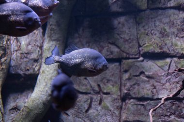 Akvaryumdaki gümüş derili piranha balığı. Yırtıcı balık.. 