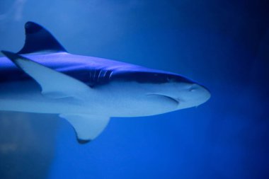 Akvaryumdaki tehditkar köpekbalığı. Köpekbalığı yakın plan. 