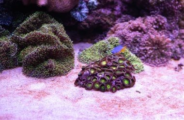 Resif akvaryumunda mor ve yeşil zoanthus.. 