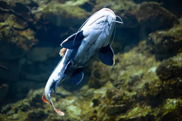 Akvaryumdaki yassı kafalı yayın balığı. Düz başlı yayın balığı, Phractocephalus cinsinin tek temsilcisidir. Güzel büyük yayın balığı, alt manzara. 