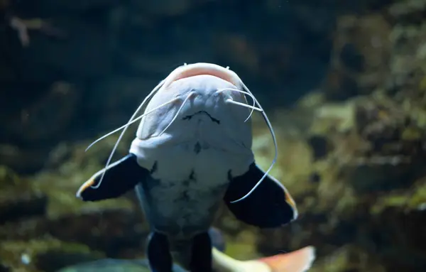 Akvaryumdaki yassı kafalı yayın balığı. Düz başlı yayın balığı, Phractocephalus cinsinin tek temsilcisidir. Güzel büyük yayın balığı.. 