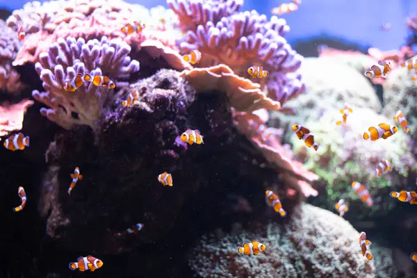 Derin denizde palyaço balığı. Berrak suda egzotik renkli balıklar. Bulanık arkaplan. 