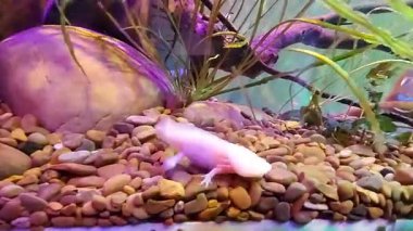 Active axolotl swimming and moving in clear water. Vibrant footage of rare Mexican salamander ideal for nature documentaries. High quality FullHD footage