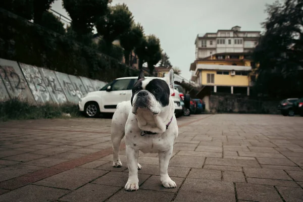 Porträt Einer Französischen Bulldogge Auf Einem Parkplatz Niemand Drinnen — Stockfoto