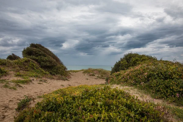 Deniz Bitkilerinin Ortasındaki Kum Yolu Yolun Sonunda Denizi Görebilirdiniz Gökyüzü — Stok fotoğraf