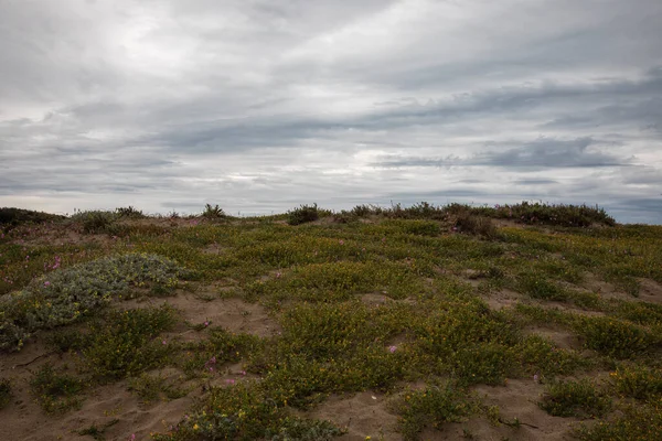 Deniz Bitkilerinin Ortasındaki Kum Yolu Gökyüzü Çok Bulutlu Çeride Kimse — Stok fotoğraf