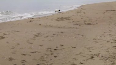 Küçük siyah beyaz Fransız bulldog 'u İtalya' da deniz suyunda bulunan büyük bir sopayı sırtında taşıyor. Bulutlu bir gün