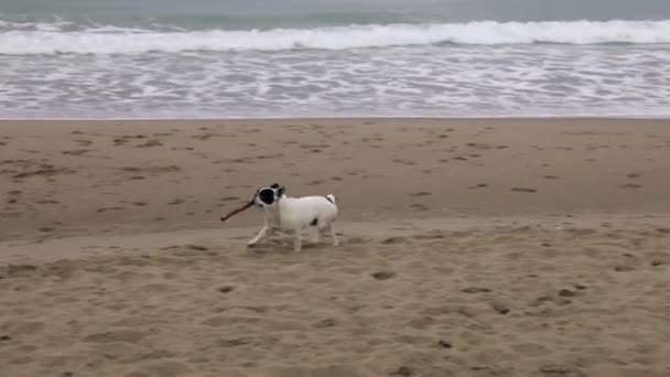 Kleine Schwarz Weiße Französische Bulldogge Mit Einem Riesigen Stock Der — Stockvideo