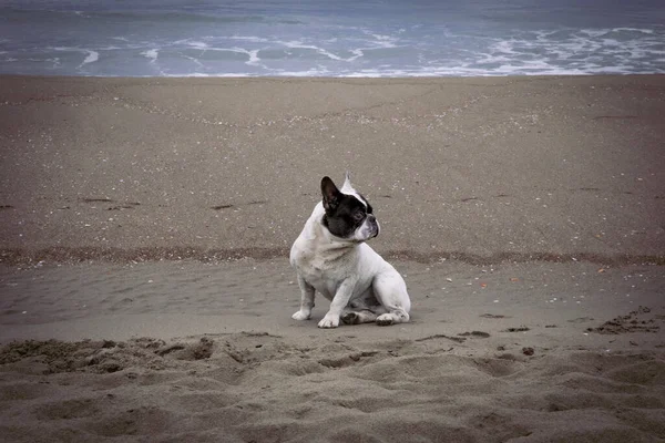 Retrato Bulldog Francés Junto Playa Día Muy Nublado Llega Tormenta — Foto de Stock
