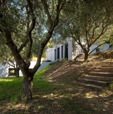 Teraslı arazide inşa edilmiş zeytin ağaçlarıyla çevrili modern bir ev. Evin ahşap basamakları ve yeşil çimenleri var. İçeride kimse yok..