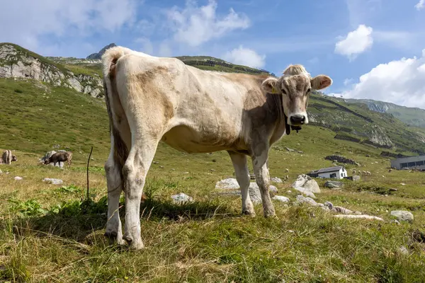 Bir yaz günü dağlarda otlayan İsviçreli bir ineğin portresi. Bu güzel hayvan onu fotoğraflayan fotoğrafçıya bakıyor. İlginç bir resim..