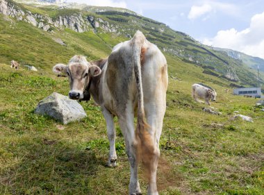 Bir yaz günü dağlarda otlayan İsviçreli bir ineğin portresi. Bu güzel hayvan onu fotoğraflayan fotoğrafçıya bakıyor. İlginç bir resim..