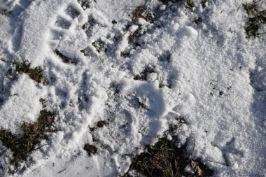 Karda ayak izihuella en la nieve