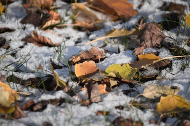Ormanda sonbahar yaprakları. Kış geliyor.