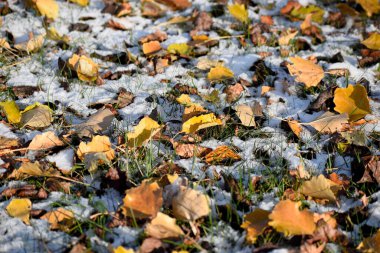 Parkta sonbahar yaprakları Kış geliyor