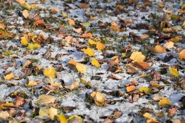 Parkta sonbahar yaprakları