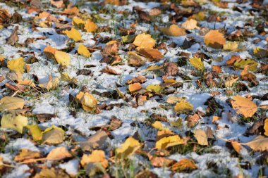 Parkta sonbahar yaprakları