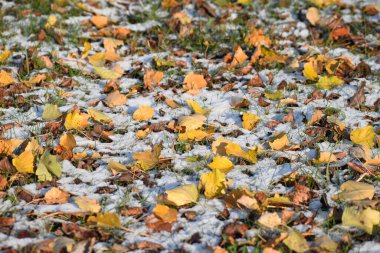 Sonbahar yaprakları, sonbahar bitkileri