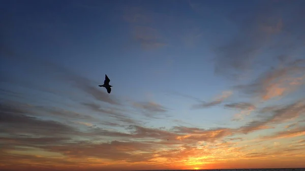 Gün doğumunda kara gökyüzünde uçan kuş.