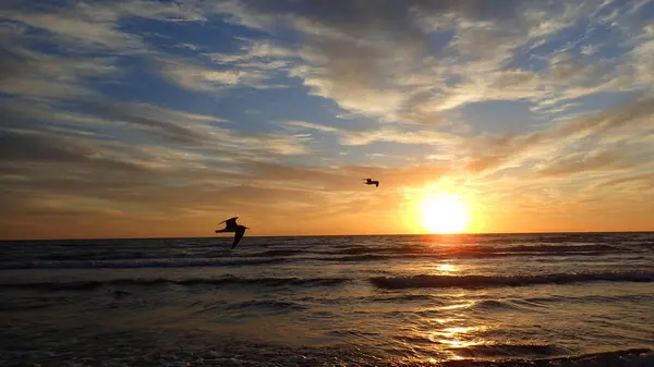Gündoğumu boyunca uçan kuş, okyanus kıyısında