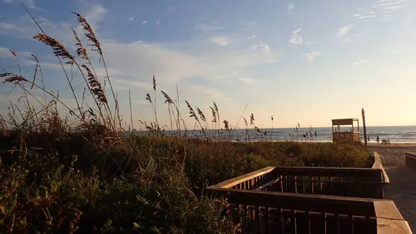 Sahildeki sahil yürüyüşünden gün doğumunda doğal otlar.