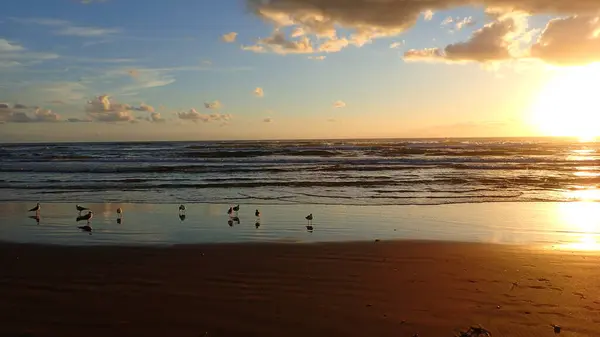 Gün doğumunda sığ sahil okyanus suyunda martılar