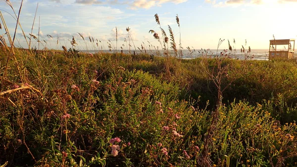 Kumsal yakınlarındaki kum tepecikleri.