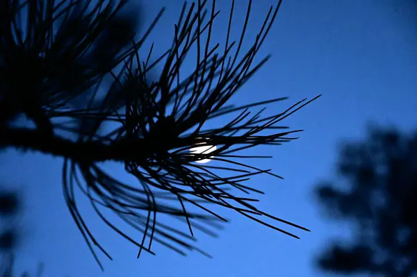 Bir çam ağacının dalında ay