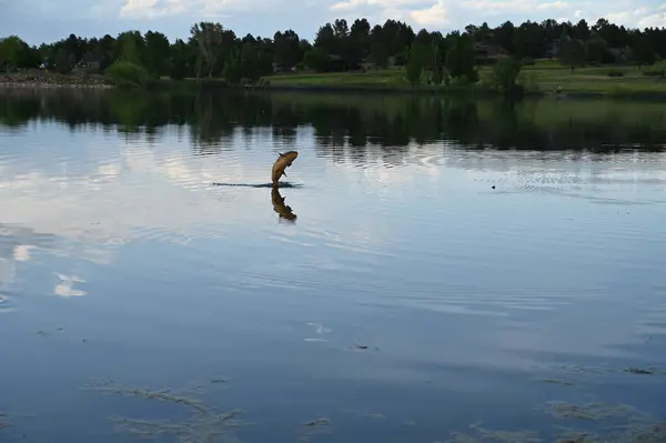 Balık (sazan) gölde bir akşam boyunca sudan atlıyor.