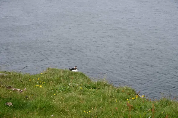 Okyanus zeminiyle çimenlerde oturan yalnız martı.
