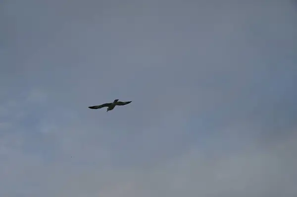 Bulutlu arkaplanı olan kuş uçuyor