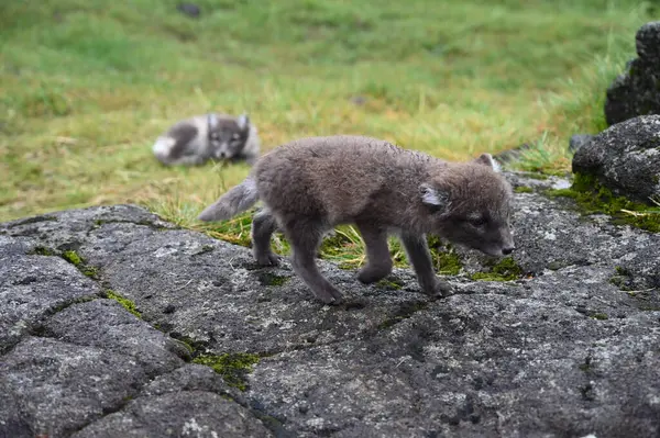 İzlanda 'da kutup tilkisi yavrusu