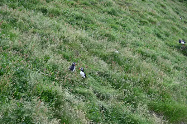 İzlanda, Vestmannaeyjar 'da bir çift martı.