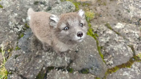 stock image The cutest arctic fox pup ever, standing on a lava field rock formation in Iceland