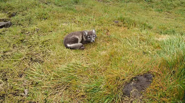 Eski bir lav tarlasında dinlenen İzlanda 'ya özgü şirin kutup tilkisi yavrusu.